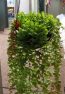 IMG-20250124-WA0069-600x600