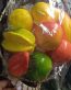 artificial-fruits-600x600